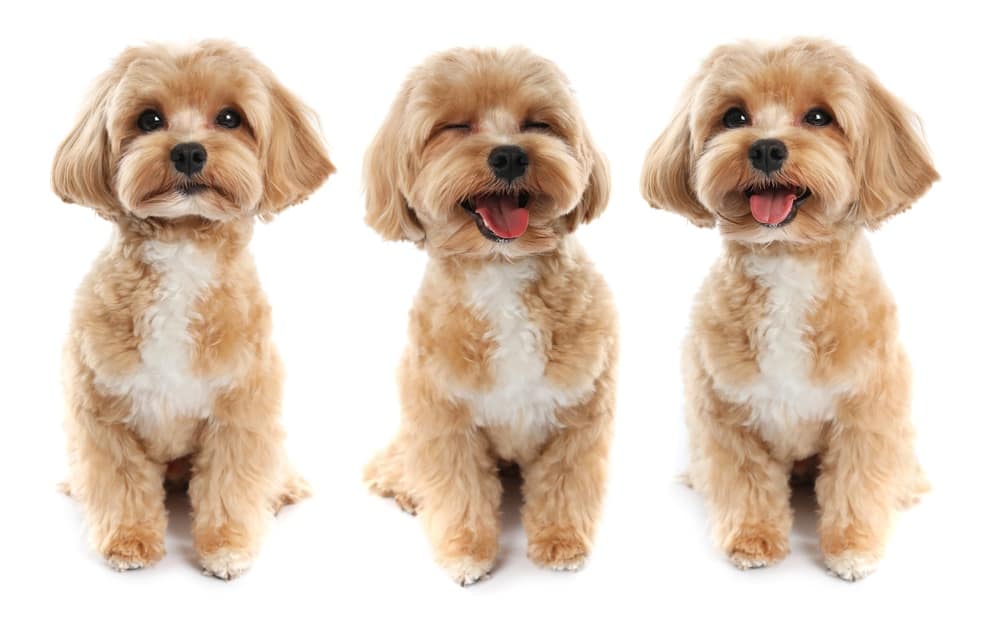 CuteMaltipooDogOnWhiteBackgroundCollageLovelyPet - SomethingBeautiful!!