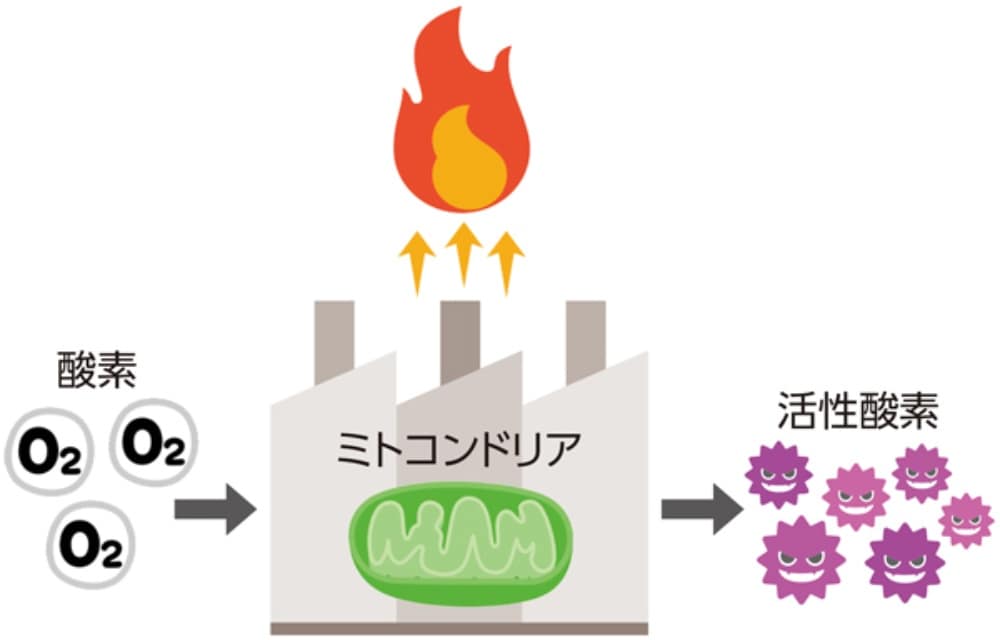 zu2 - SomethingBeautiful!! Oxygen molecules enter a mitochondrion, depicted with combustion flames above and arrows, leading to reactive oxygen species on the right.