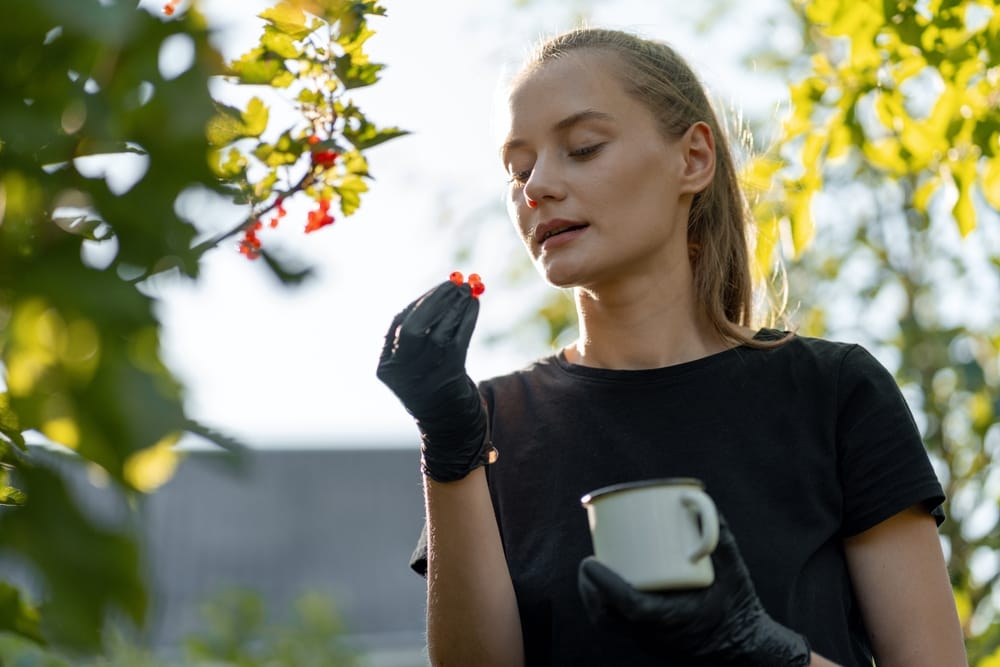 YoungWomanFarmerWearingBlackGlovesPickingAndEatingRed - SomethingBeautiful!! Woman wearing a black shirt and gloves inspects bright red berries on a sunlit garden plant, holding a white mug in one hand.