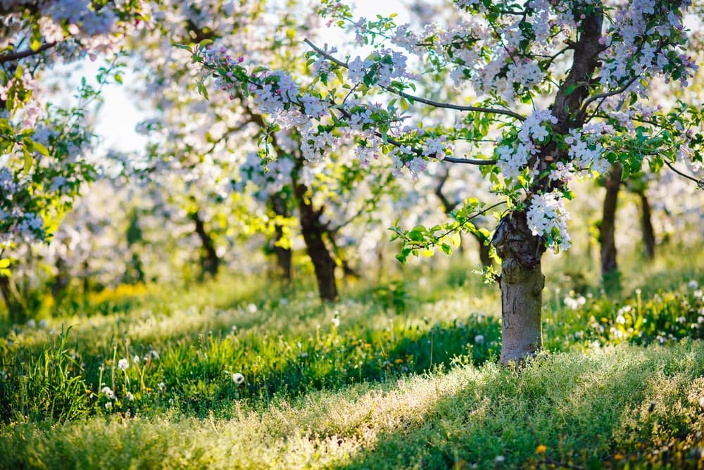 CharmingOrnamentalBlossomingGardenWithLushFloweringTreesOnA - SomethingBeautiful!!