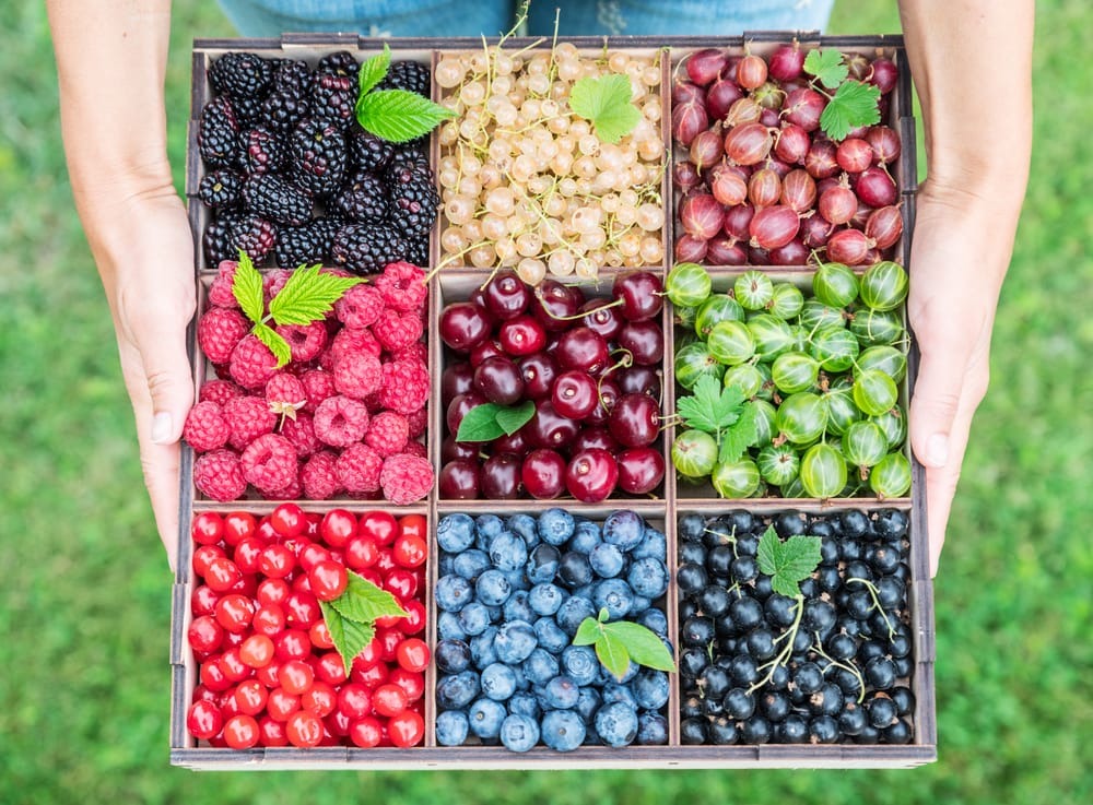 WoodenBoxWithBerriesInFemaleHandsTopView - SomethingBeautiful!! Box held by two hands showing nine compartments of fresh berries: blackberries, raspberries, red and white currants, cherries, gooseberries, blueberries, and blackcurrants.