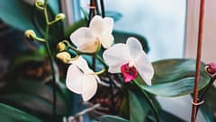 PhalaenopsisOrchidsBloomingInWinterFloweringHouseplantsCare - SomethingBeautiful!!