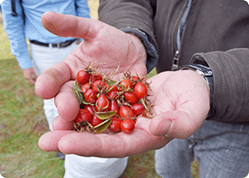 about_herbtea02 - SomethingBeautiful!! Close-up of two cupped hands holding bright red rose hips outdoors.