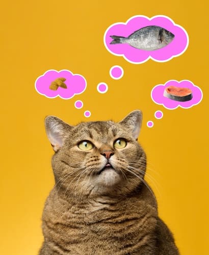ACatLooksUpAtPinkThoughtBubblesWithImages - SomethingBeautiful!! Brown tabby cat looking up with pink thought bubbles containing a fish, a shrimp, and a tuna can against an orange background, implying craving seafood.