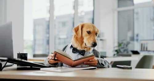 BusinessDogAndNotebookAtDeskInOfficeForFinance - SomethingBeautiful!!