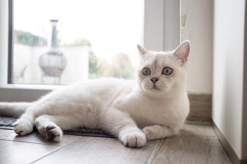 FunnyCatLiesInTheHallwayNearTheGlassDoor - SomethingBeautiful!! Cream-colored cat with blue eyes lounging on a wooden floor by a window.