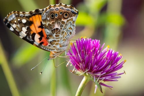 AShallowFocusShotOfAPaintedLadyButterflyOn - SomethingBeautiful!! Butterfly with orange, black, and white wings perched on a purple thistle flower.