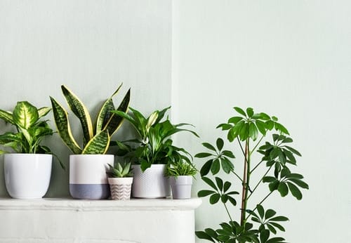 IndoorPlantsVarieteInTheRoomWithLightGreenWalls - SomethingBeautiful!!