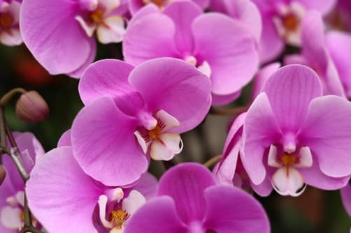 CloseUpOfBeautifulPhalaenopsisOrchidsInFullBloom - SomethingBeautiful!!