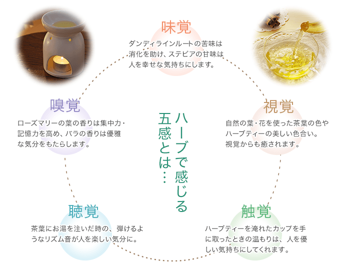 about_basis05 - SomethingBeautiful!! ハーブの五感を円形図で示す infographic。中心に『ハーブで感じる五感とは…』、味覚・嗅覚・視覚・聴覚・触覚の説明が周囲に配置。